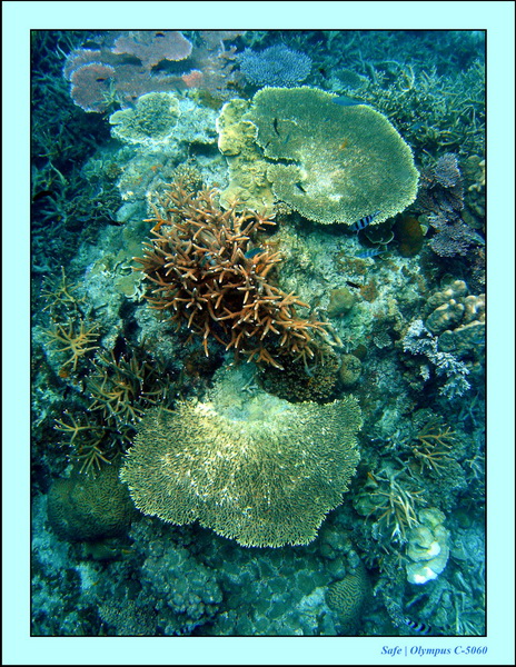 2005 - 08 - Redang  - 202.JPG